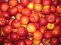 Zapowiadają się rekordowe zbiory jabłek